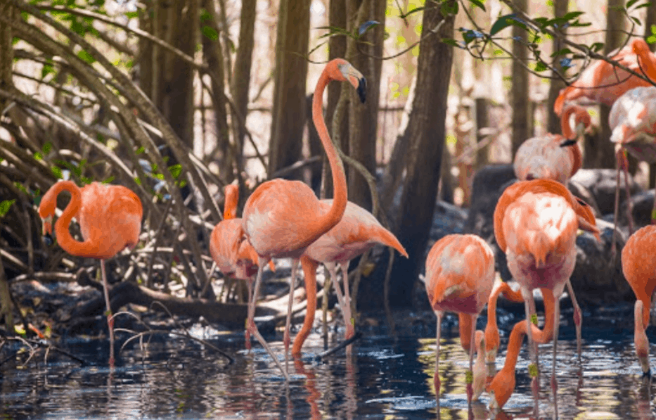 como llegar aviario nacional de colombia